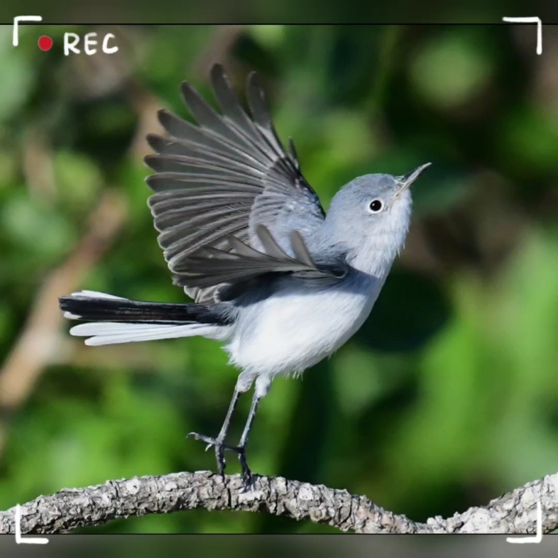 可可爱爱的灰蓝蚋莺