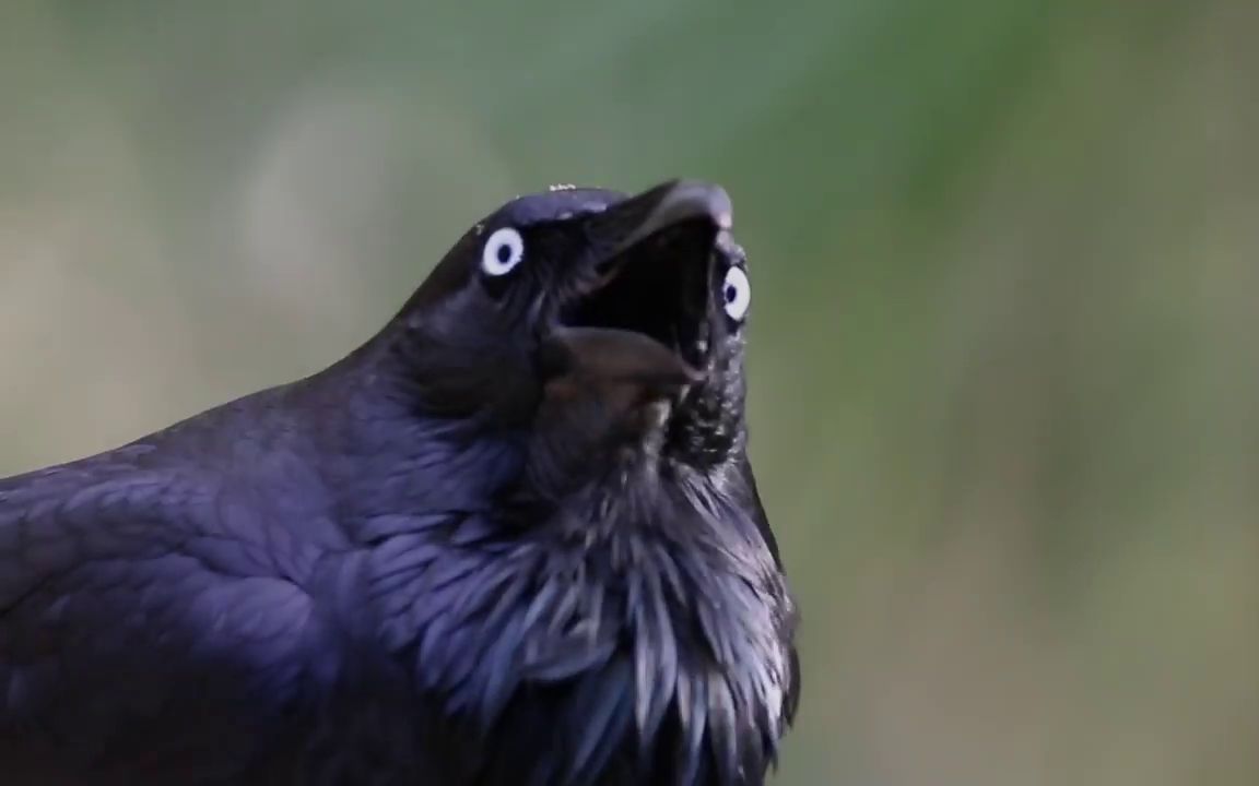 【搬运】澳大利亚渡鸦叫声,过于洗脑(2016.12.04)