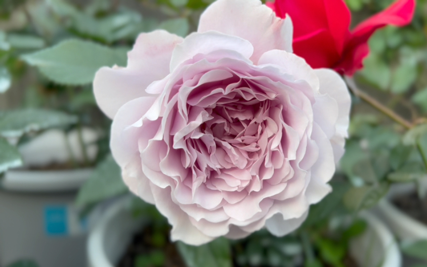 月季杏色蕾丝改良蜻蜓米迦勒耐心闪闪发光