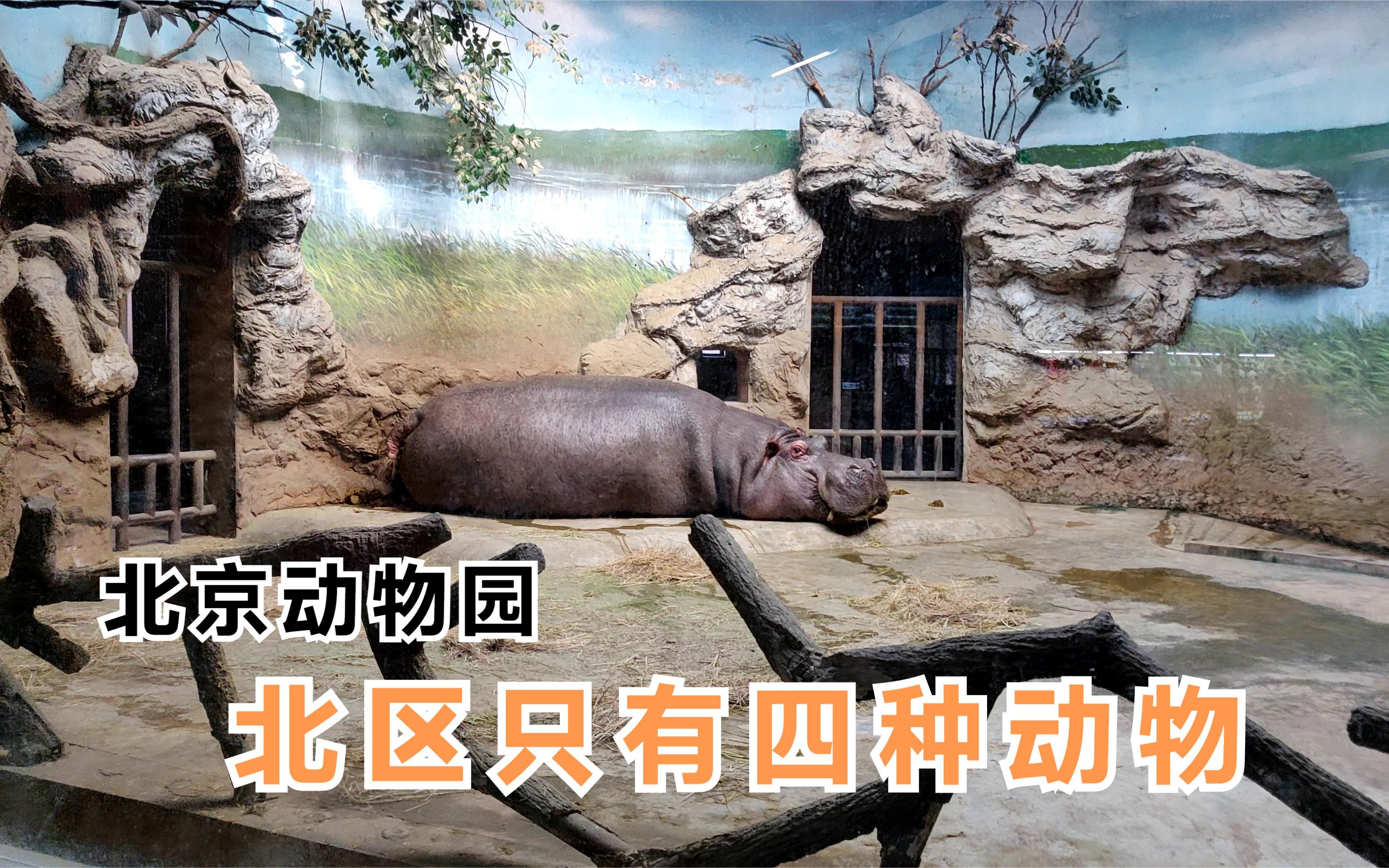 北京动物园北区只有四种动物犀牛河马馆里有餐桌