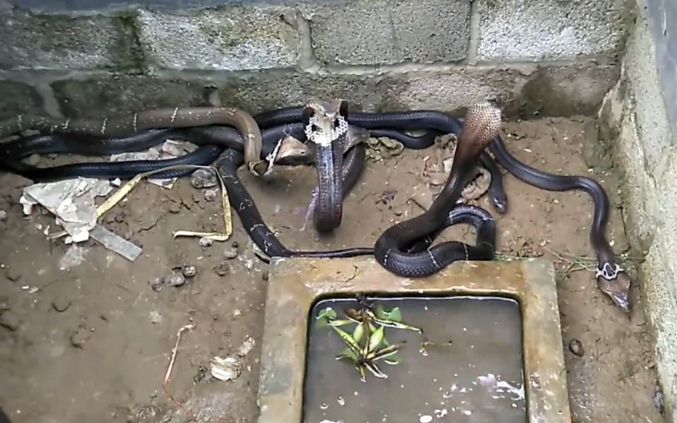 观看眼镜蛇养殖场里的眼镜蛇条条健壮凶猛可值钱了