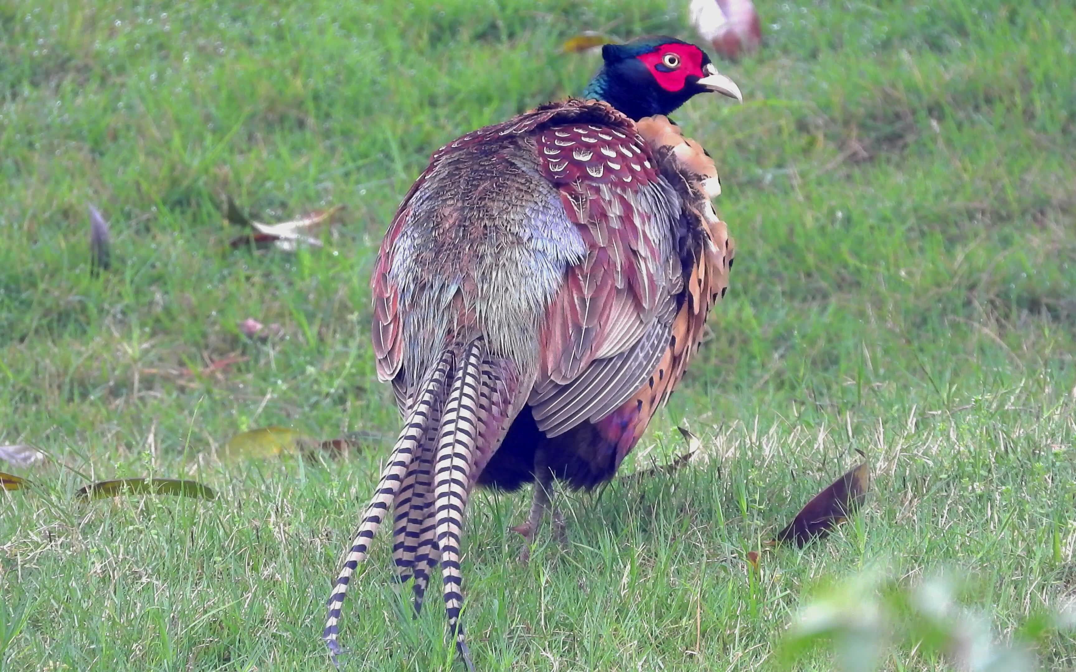 高清草地上梳理羽毛的公野鸡,好漂亮哟