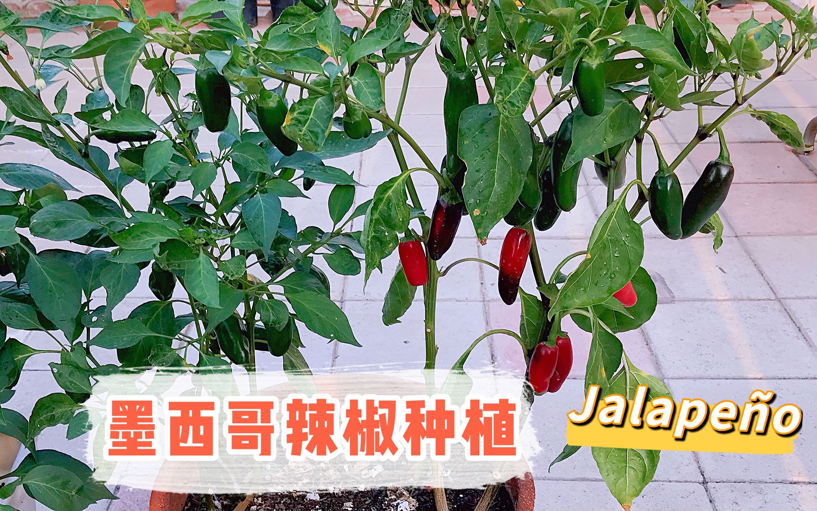 墨西哥辣椒 种植 少量籽可以培育好多颗 辣椒高产 Jalapeno哔哩哔哩bilibili