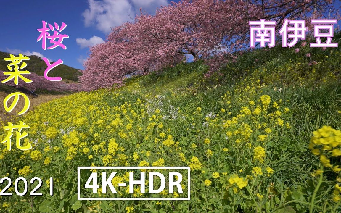 4K HDR 河津樱&油菜花 Minamino Cherry Blossoms & Canola Flowers Festival哔哩哔哩bilibili