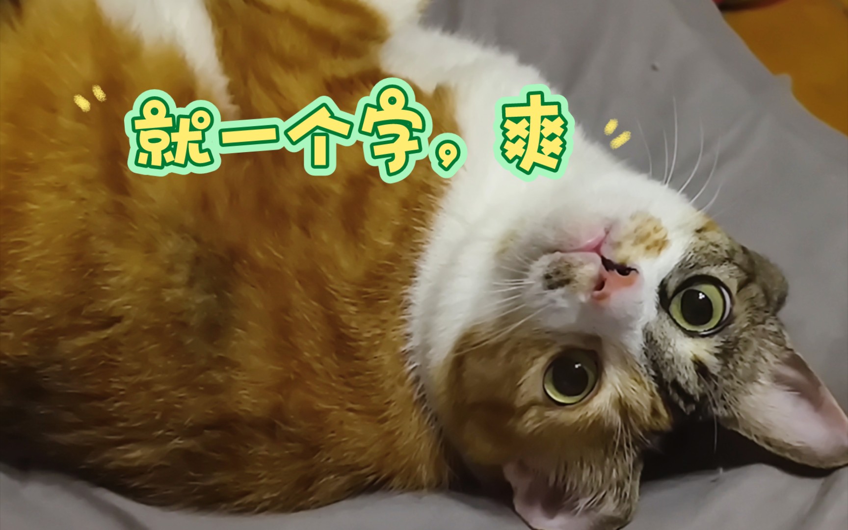 养猫qq空间=关于想养猫的昵称