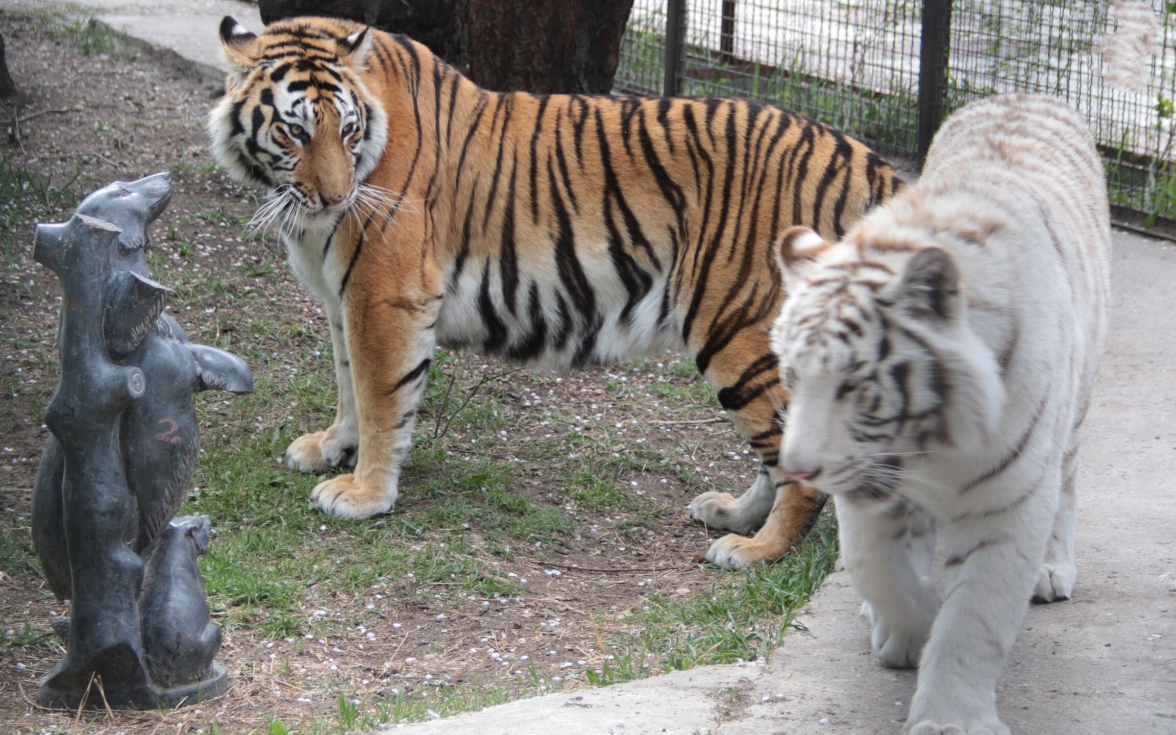 活动  母老虎"戴安娜"会用爪子吃草