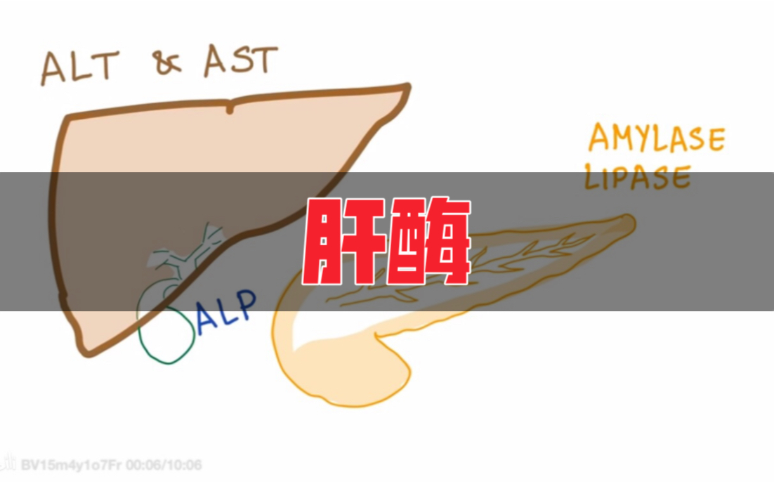 生动解释肝酶和胰腺酶AST, ALT, GGT, ALP, Amylase& Lipase_哔哩哔哩_bilibili