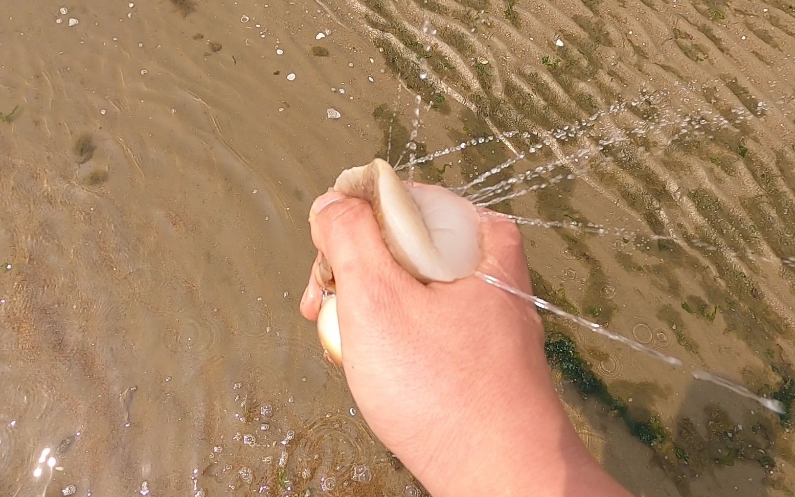 早起赶海海鲜就是多,小斗带病抓海鲜,猫眼螺捏起来真解压
