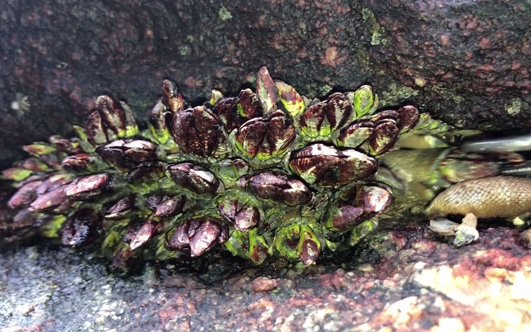 活动作品闲牛赶海发现佛手螺的老窝了石壁上全是一窝一窝的这次赚大了