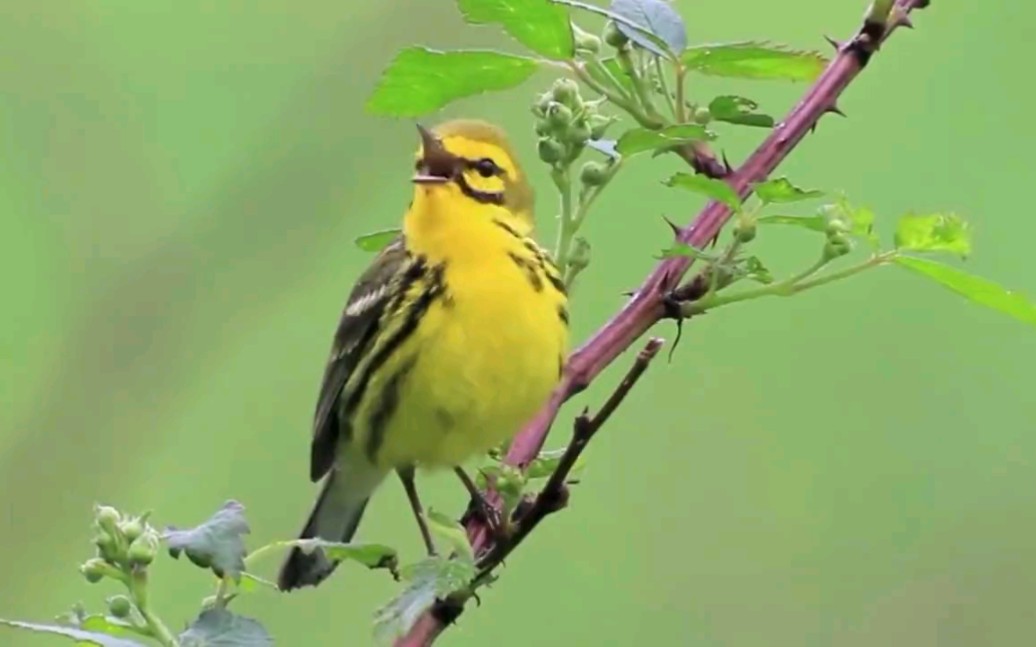 [图]草原莺。莺歌燕舞