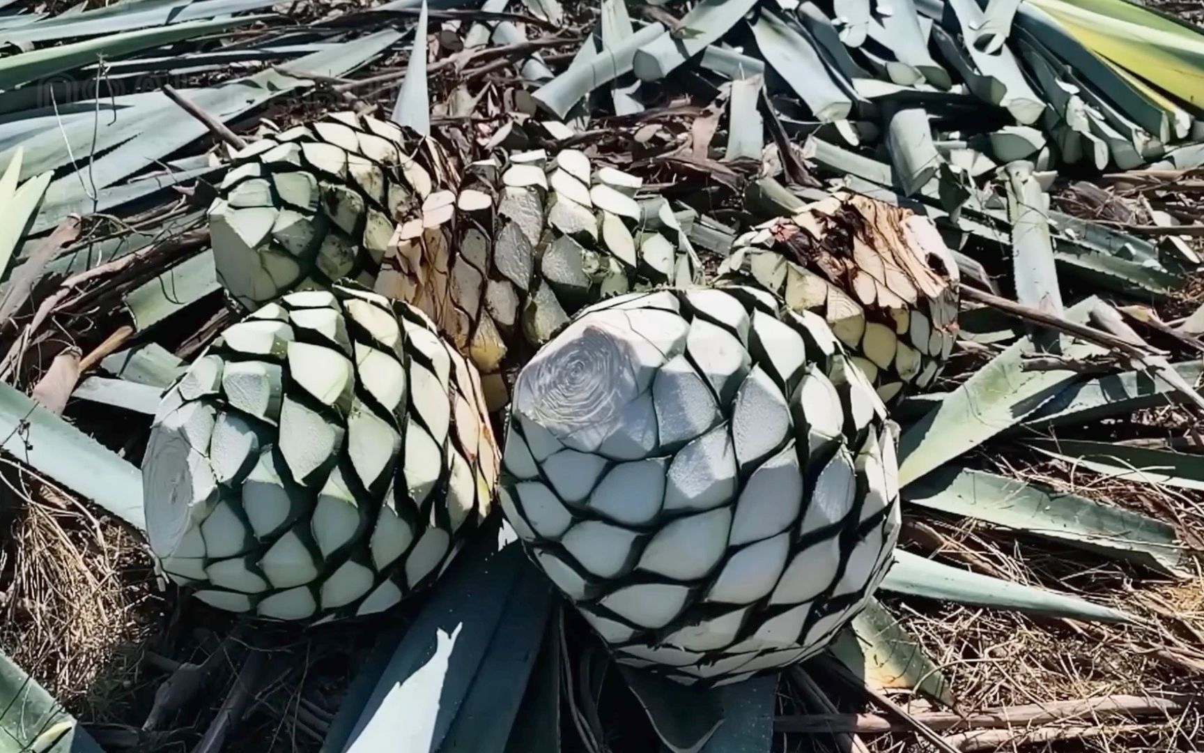 [图]龙舌兰酒的制作过程 ｜ 蓝色龙舌兰的种植和收获