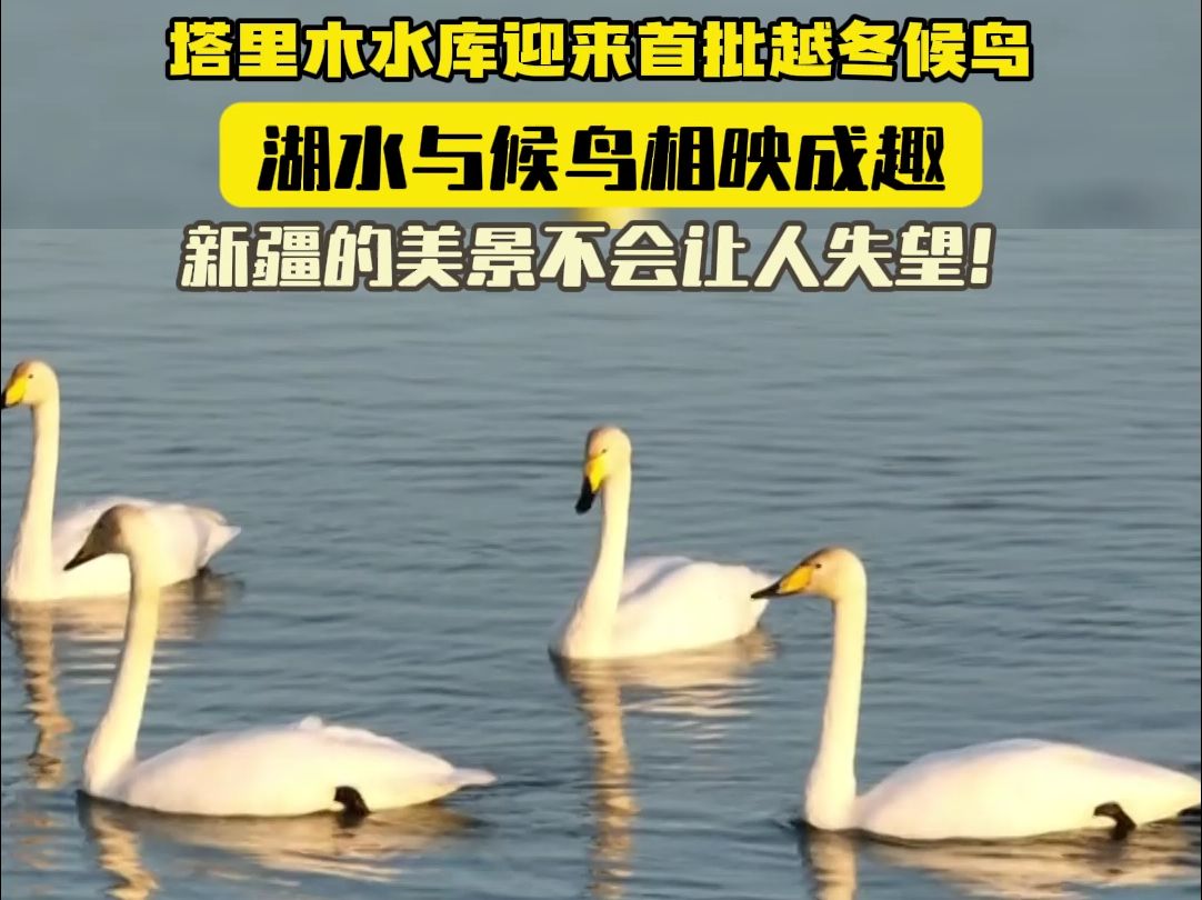 候鸟飞来了新疆!//新疆巴州尉犁县塔里木水库迎来首批越冬候鸟!哔哩哔哩bilibili