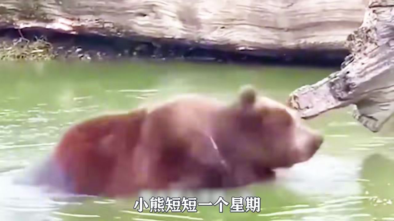 沃铁:二战中的一代传奇,波兰后勤运输队二等兵战熊