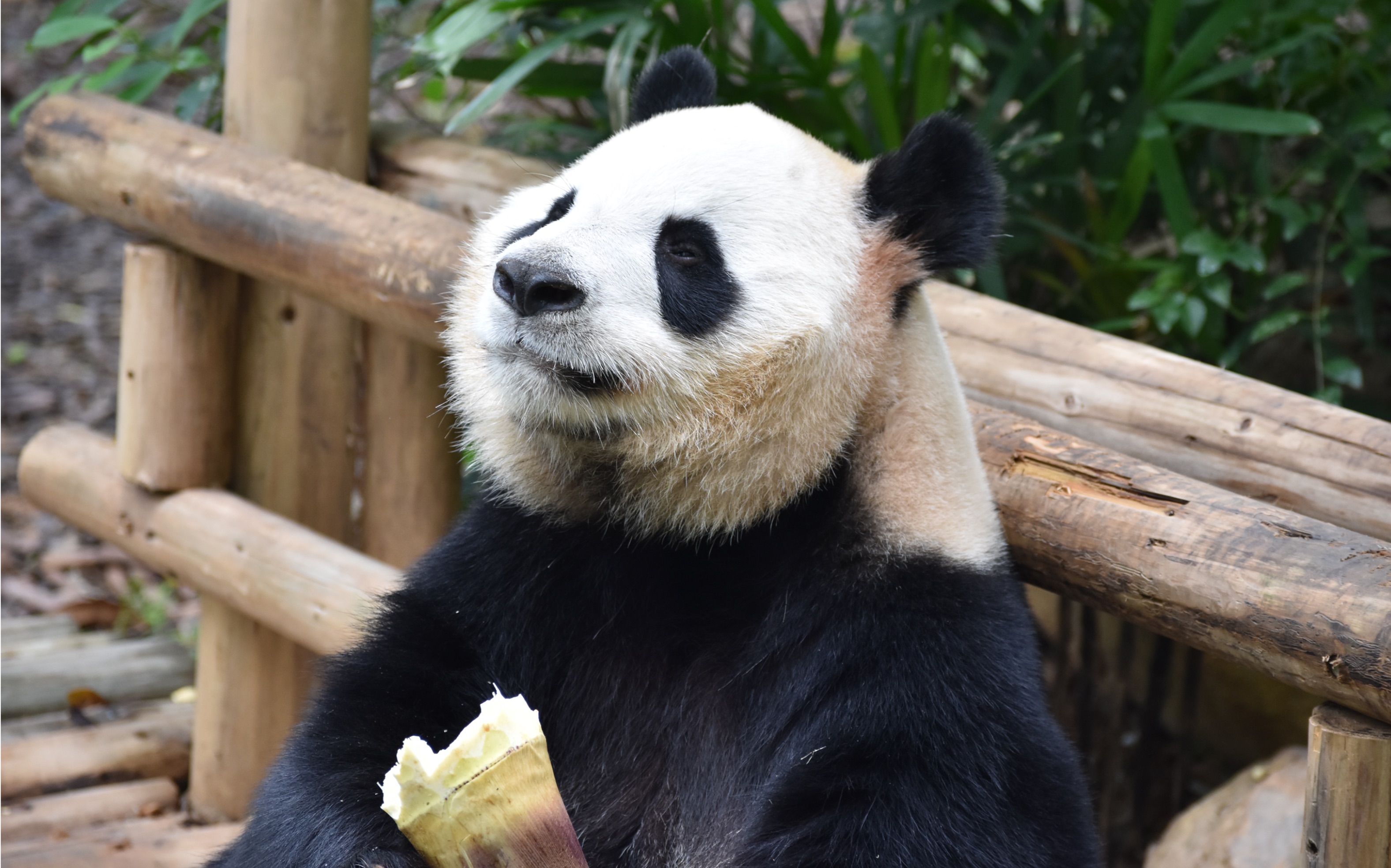 【大熊猫园舟】不管那年,熊家都是深野最萌的