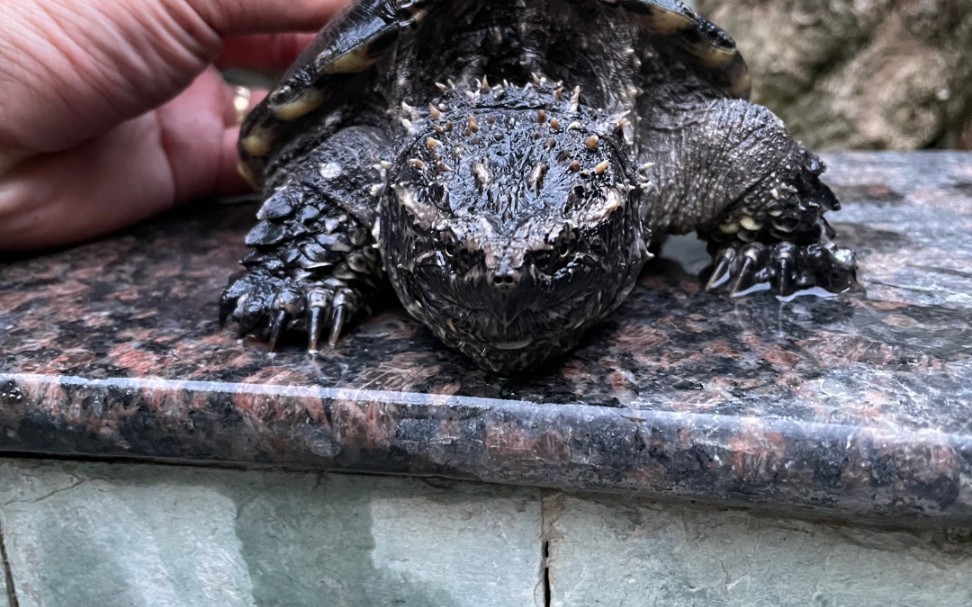 哥斯拉幼体培育中_哔哩哔哩 (゜-゜)つロ 干杯~-bilibili