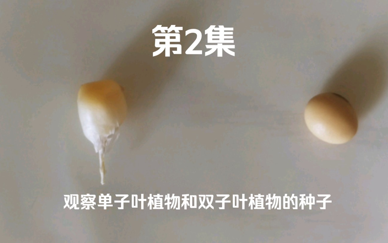 [图]香蒲生物实验第2集:观察单子叶植物和双子叶植物的种子