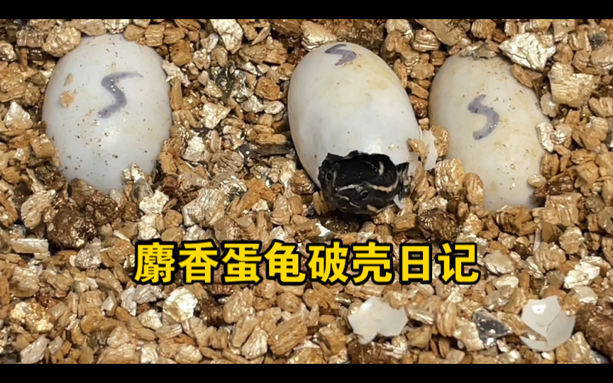麝香蛋龟破壳日记!