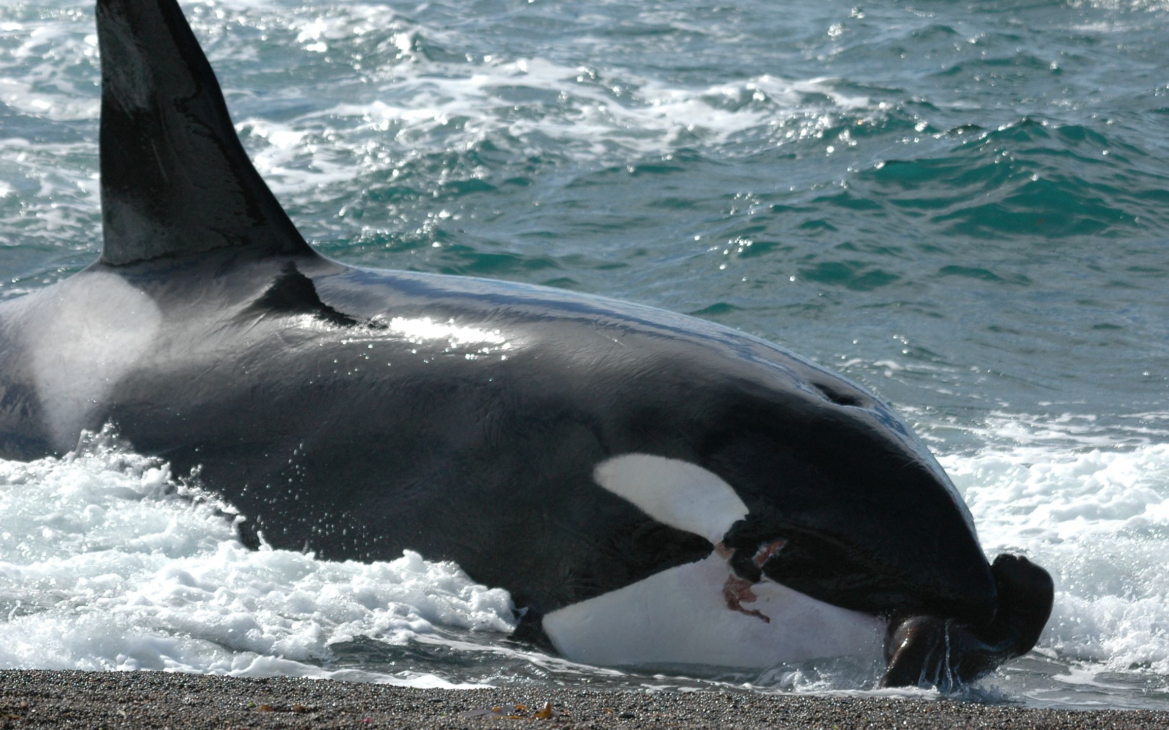 orcas attack great white shark - neptune islands, south