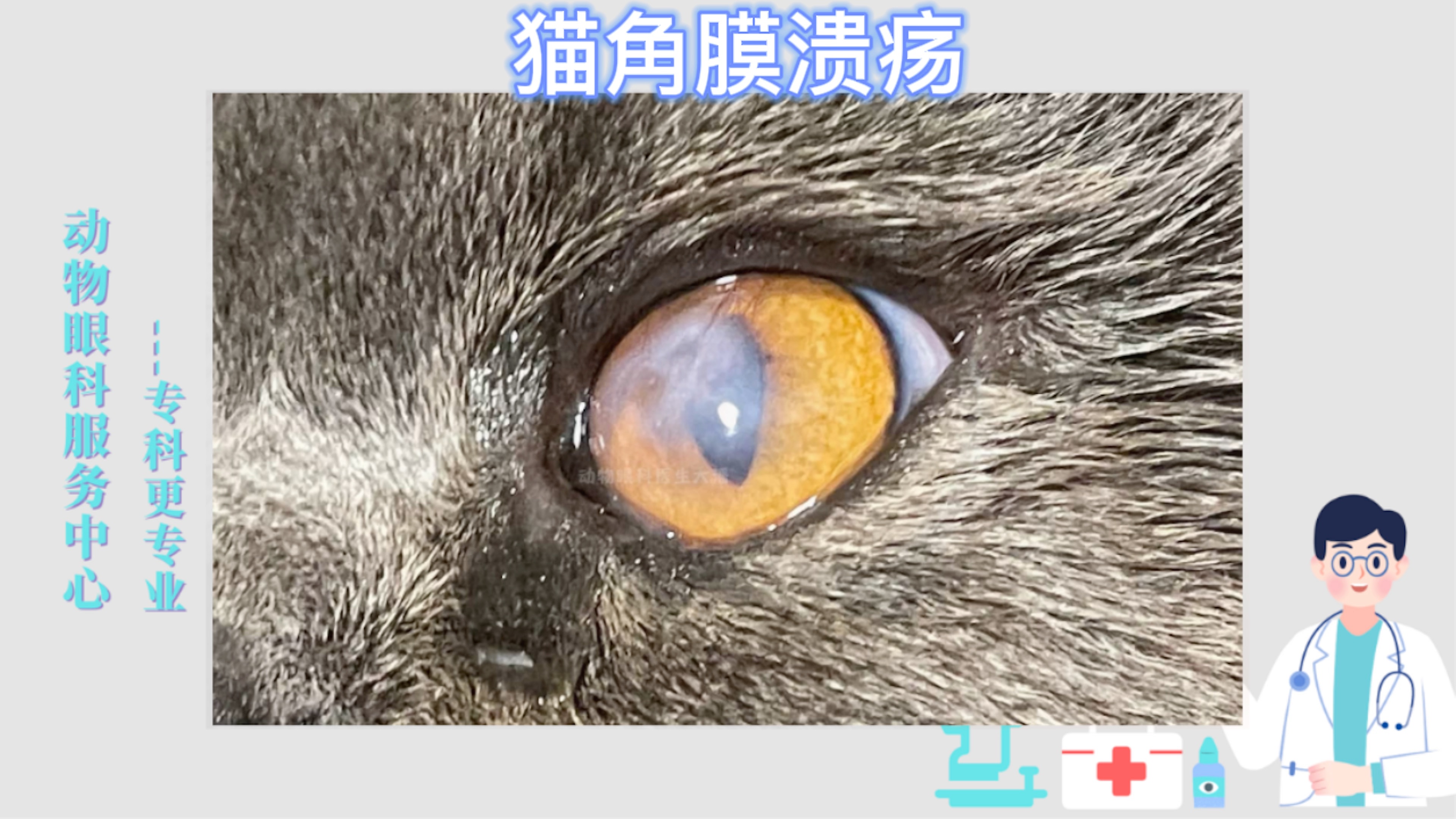 (青岛病例)猫眼睛有一层白膜,流泪,角膜有溃疡破损,保守治疗痊愈