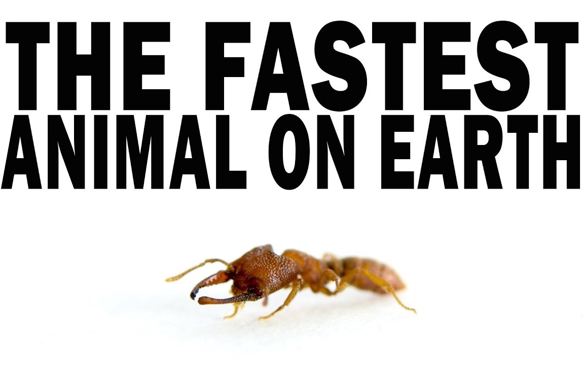 世界上最快的生物 卡米拉迷猛蚁