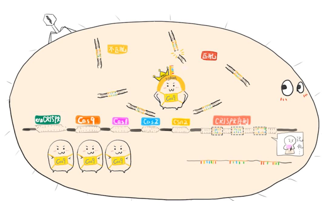 [图]五分钟看懂拿下诺奖的CRISPR Cas9是个什么来头