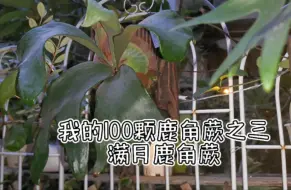 Télécharger la video: 我的100颗鹿角蕨之三——满月鹿角蕨