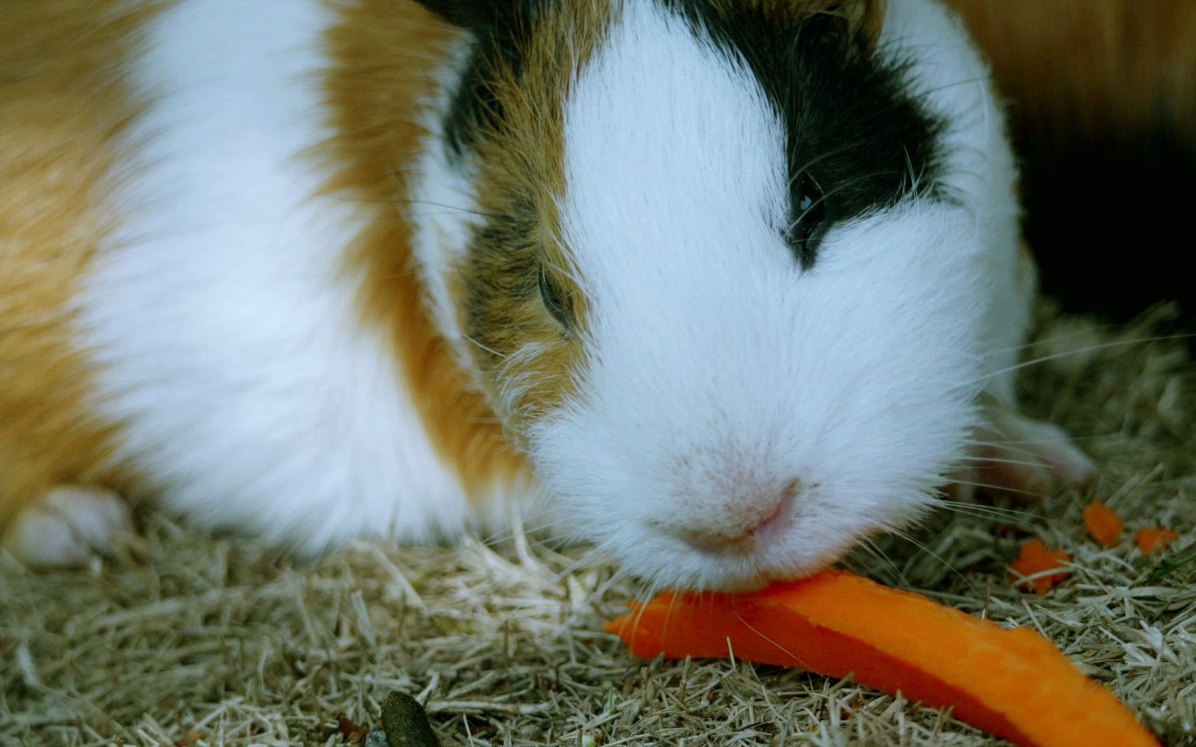 可爱的荷兰猪20230415胡陈