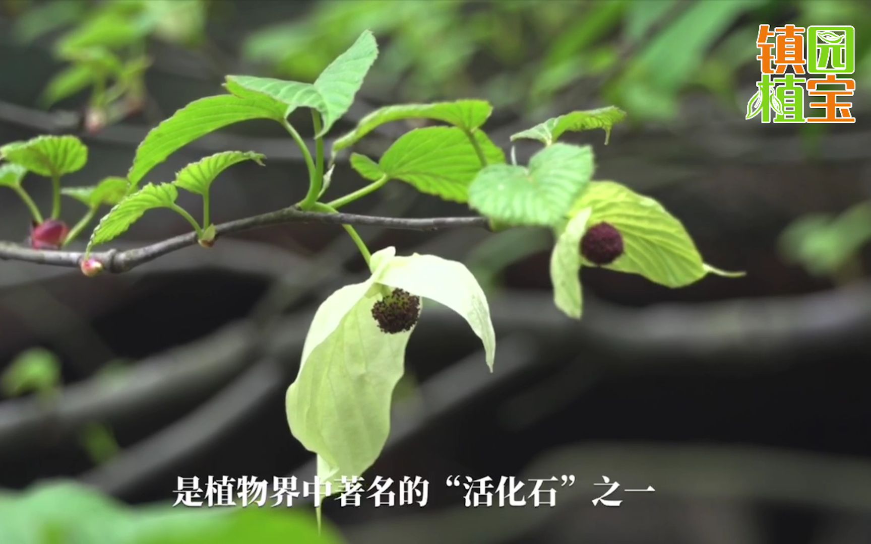 【镇园植宝】杭州植物园“镇园植宝”——珙桐哔哩哔哩bilibili