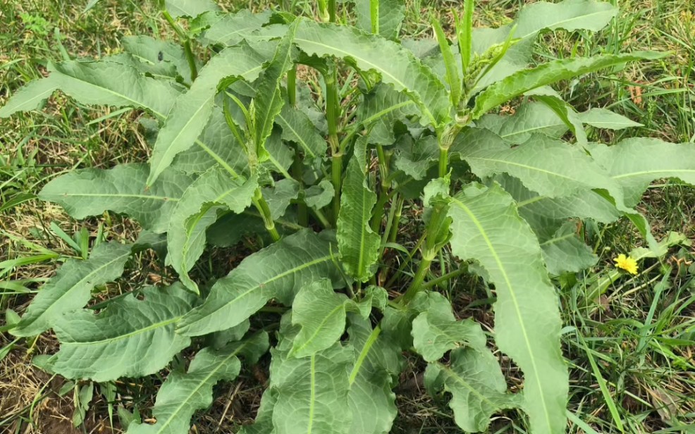 昨天去植物园,发现了多株中药植物:羊蹄哔哩哔哩bilibili