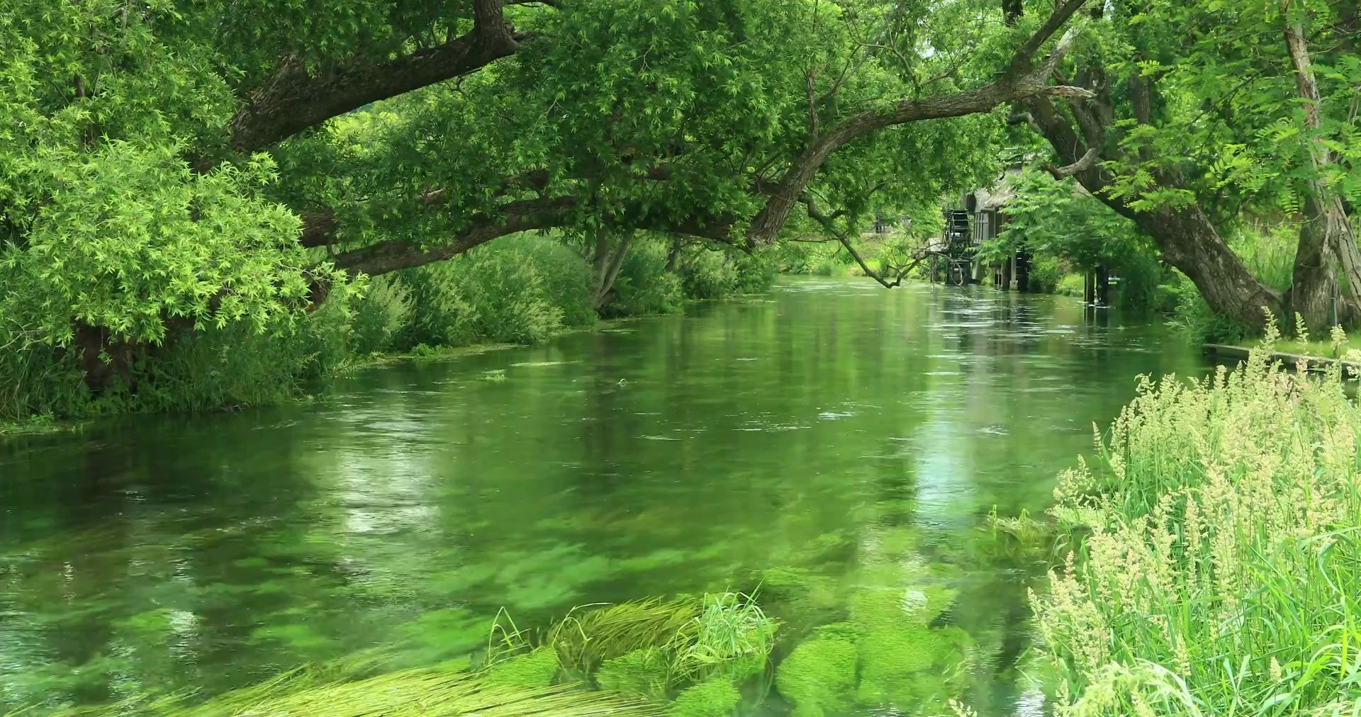 [图]【自然の音4K 映像】小河流水，净化心灵，循环播放