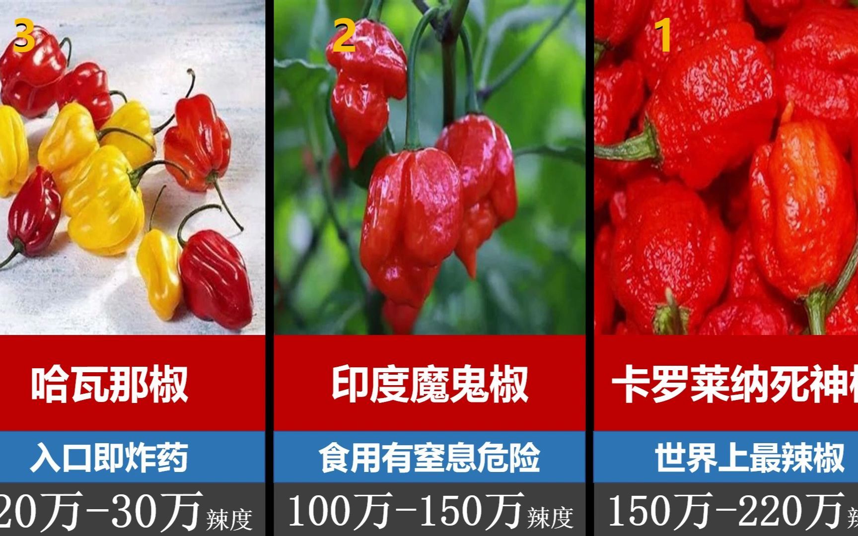 世界上辣椒的辣度排名