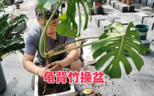 下载视频: 龟背竹换盆方法及注意事项