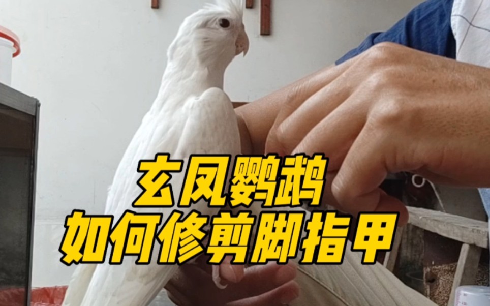 玄凤鹦鹉如何修剪脚指甲?修剪的时候需要注意些什么?