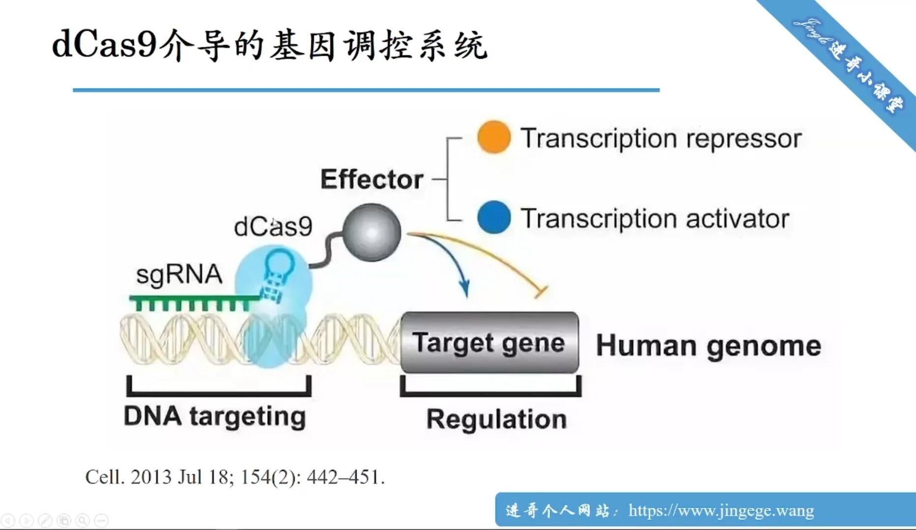 CRISPRi和CRISPRa:基因表达干预的新利器哔哩哔哩bilibili