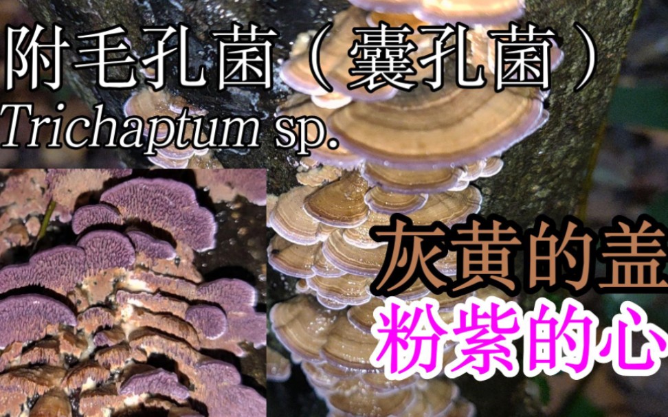 附毛孔菌(囊孔菌)灰黄的盖 粉紫色的子实层体哔哩哔哩bilibili