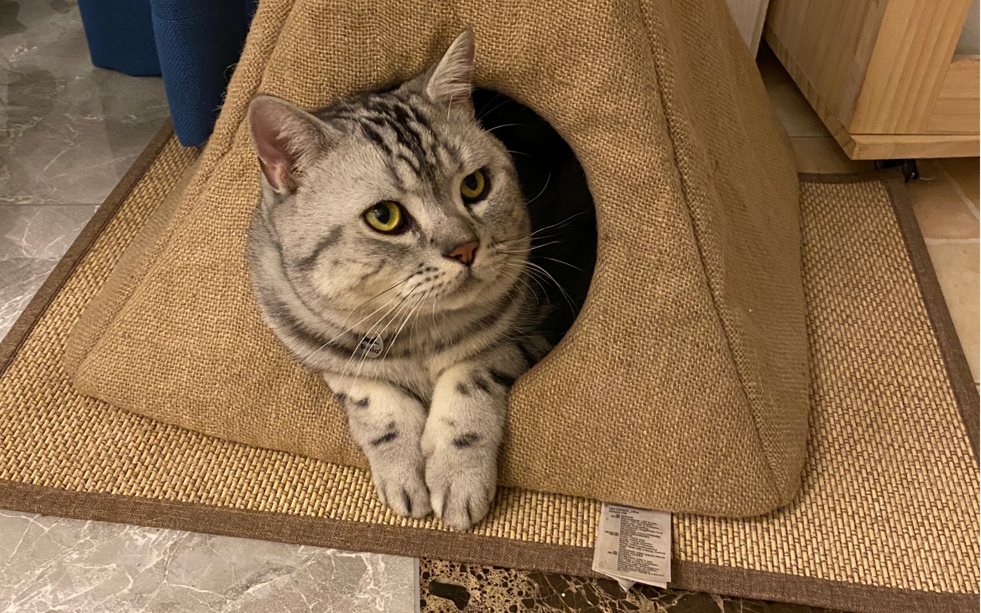 了然无趣的喵生