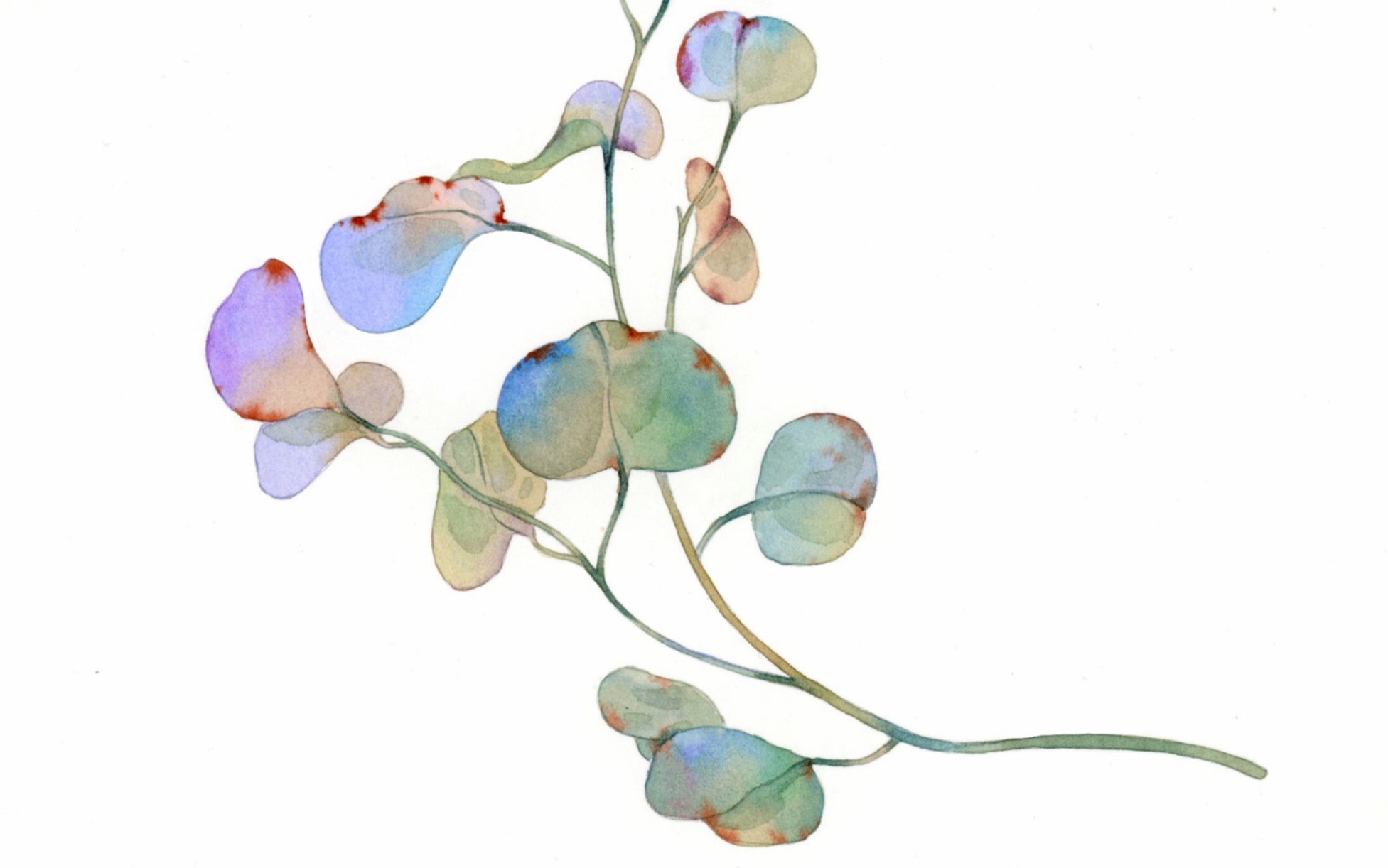 活动  【笔涧水彩】day5 插画上色教程--尤加利叶