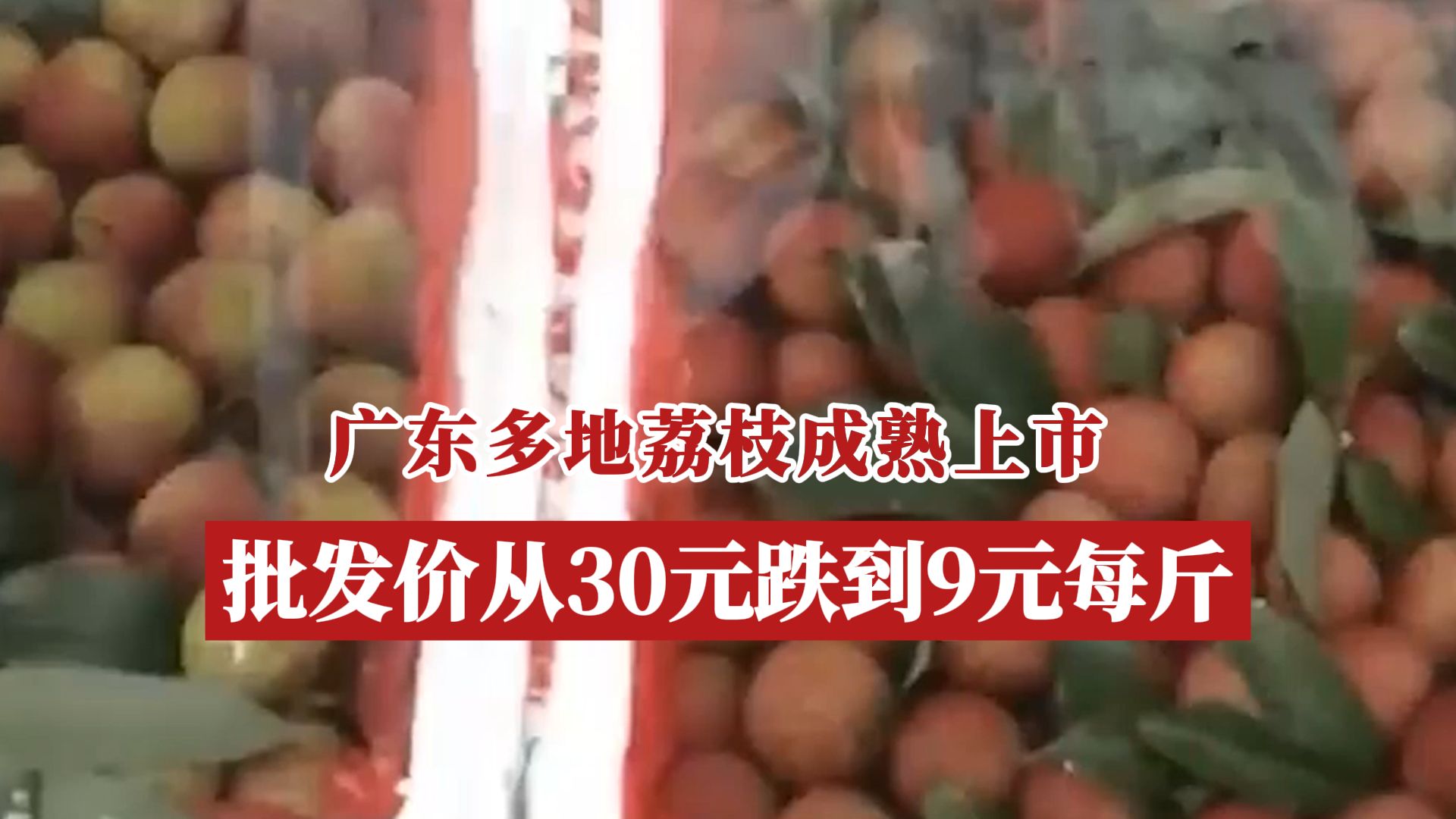 广东多地荔枝成熟上市 ,批发价从30元跌到9元每斤!哔哩哔哩bilibili