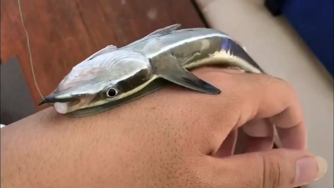 海边捡到吸盘鱼吸力非常强随随便便就吸附在人身上长得跟鞋底似的