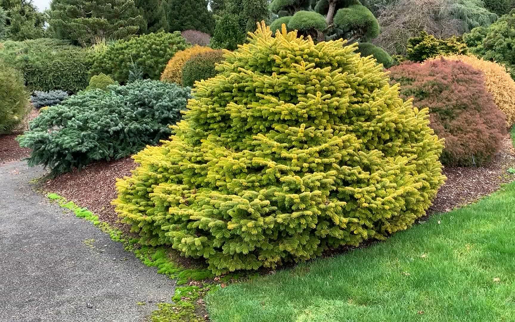 [图]Abies nordmanniana 'Golden Spreader' Dwarf Golden Caucasian, One of our favorite