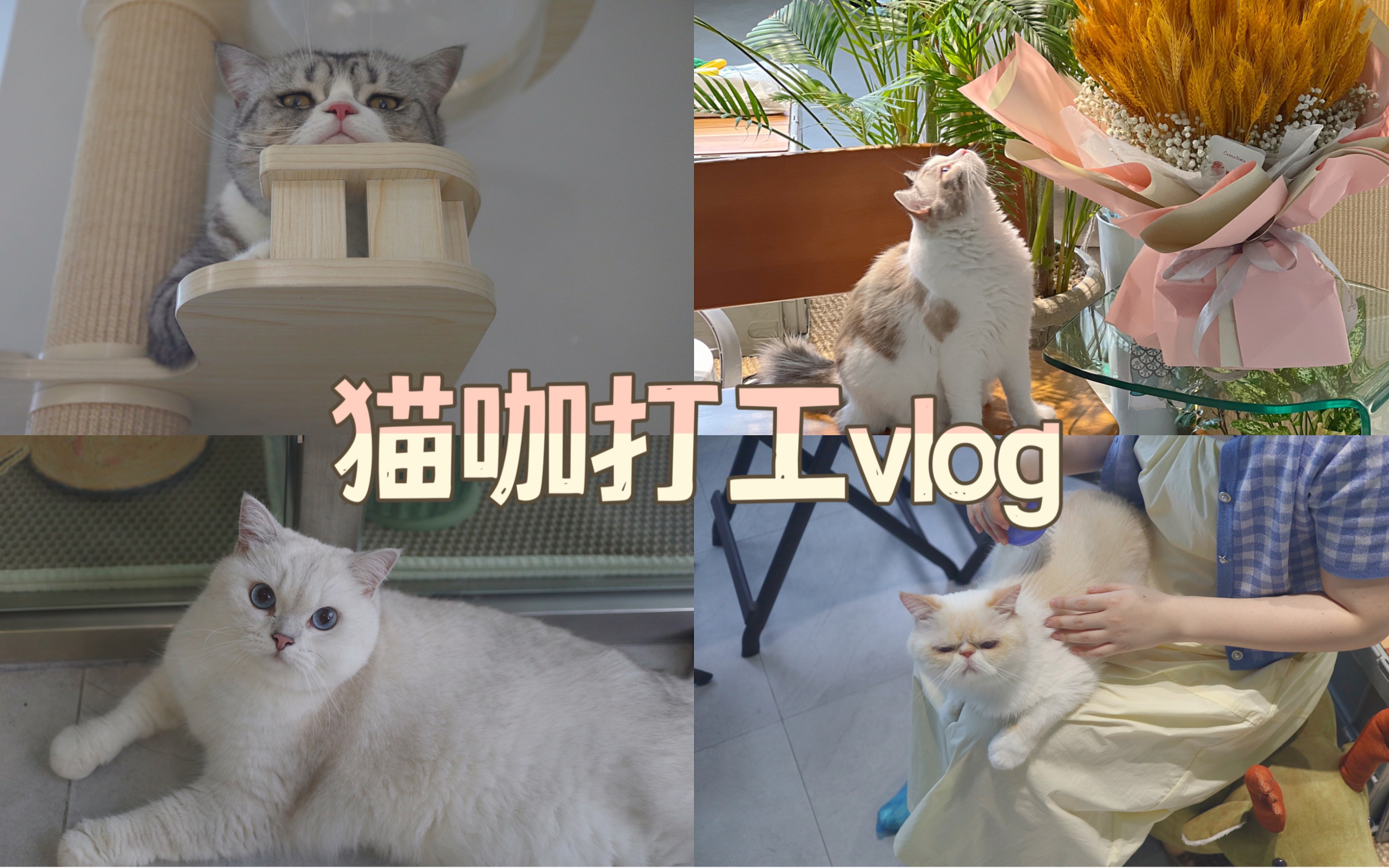 在猫咖打工的一天是怎么度过的?_哔哩哔哩_bilibili