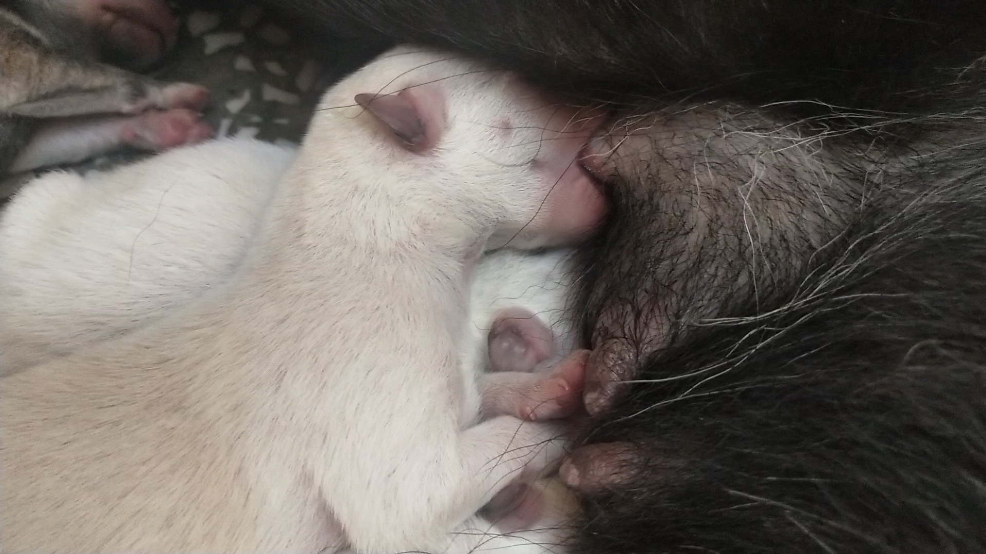 你见过刚出生的小狗怎么吃奶吗?