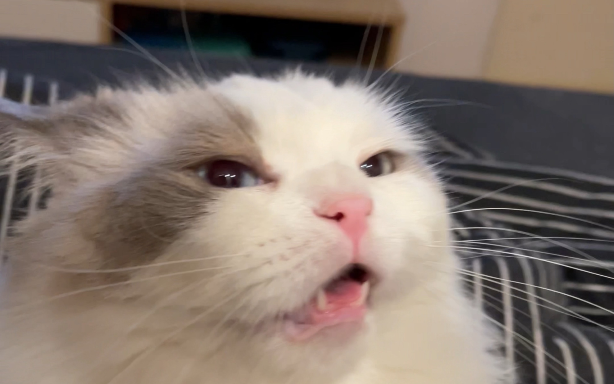 心机茶茶猫想吃宵夜 还要拳打脚踢 嘴里狂飙脏话 最后还是逃不过摸