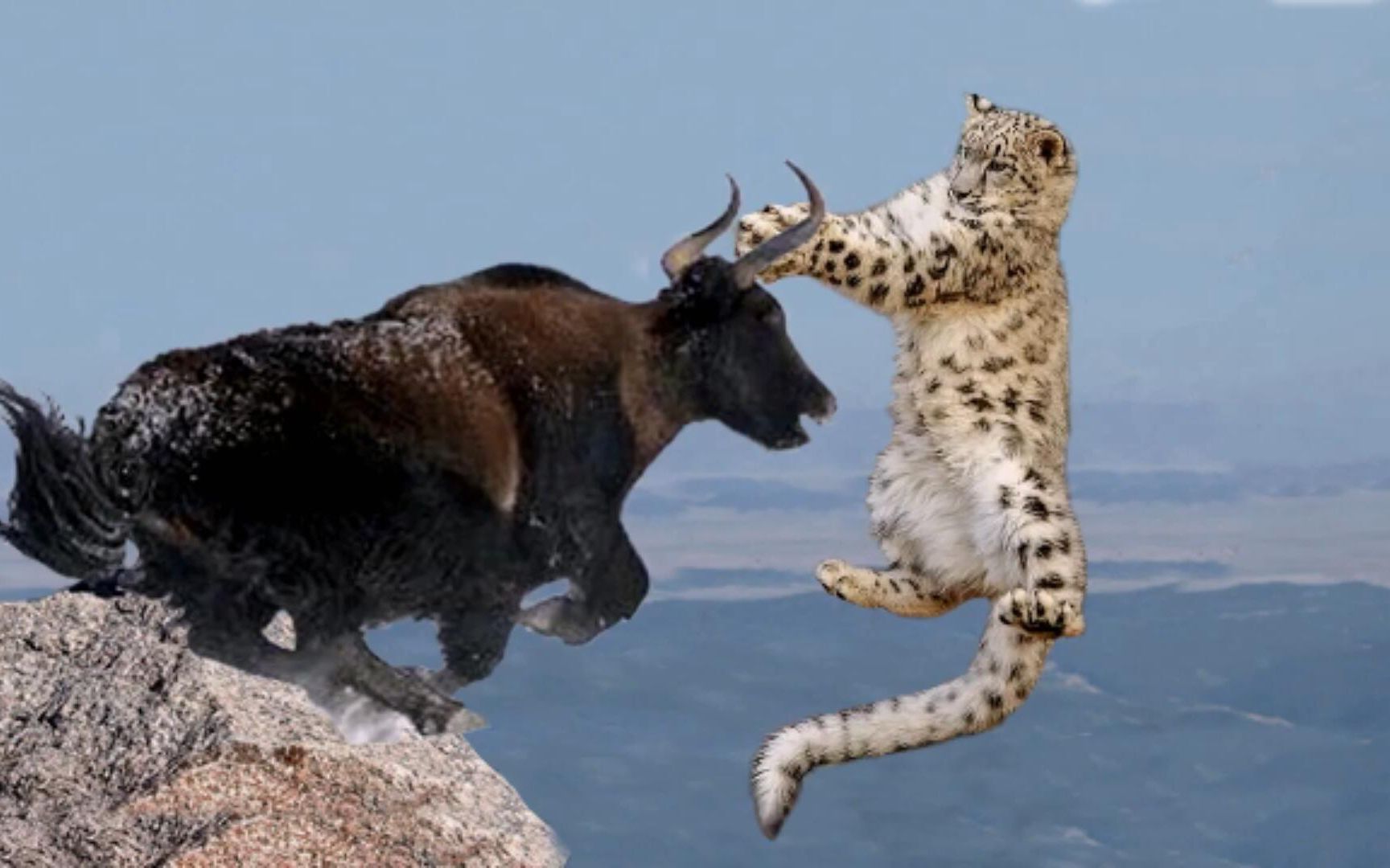 神奇母野牦牛从雪豹猎杀中救下宝宝狼vs野牛_哔哩哔哩 (゜-゜)つロ