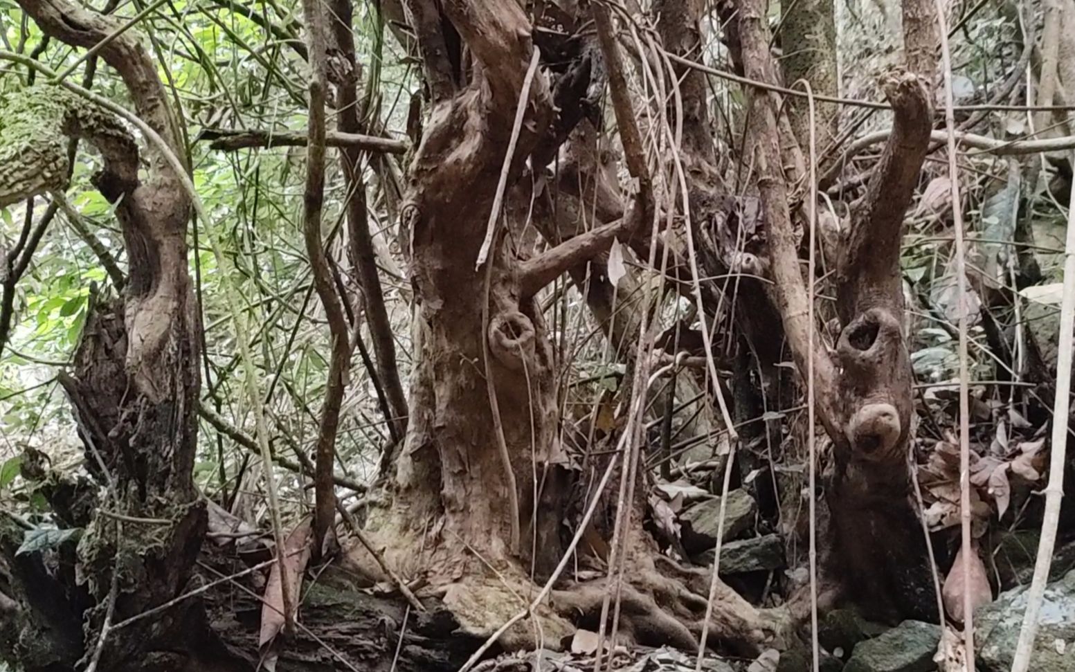 [图]山里有很多造型奇特的树桩，都是难得的盆景好素材，一起来看看吧