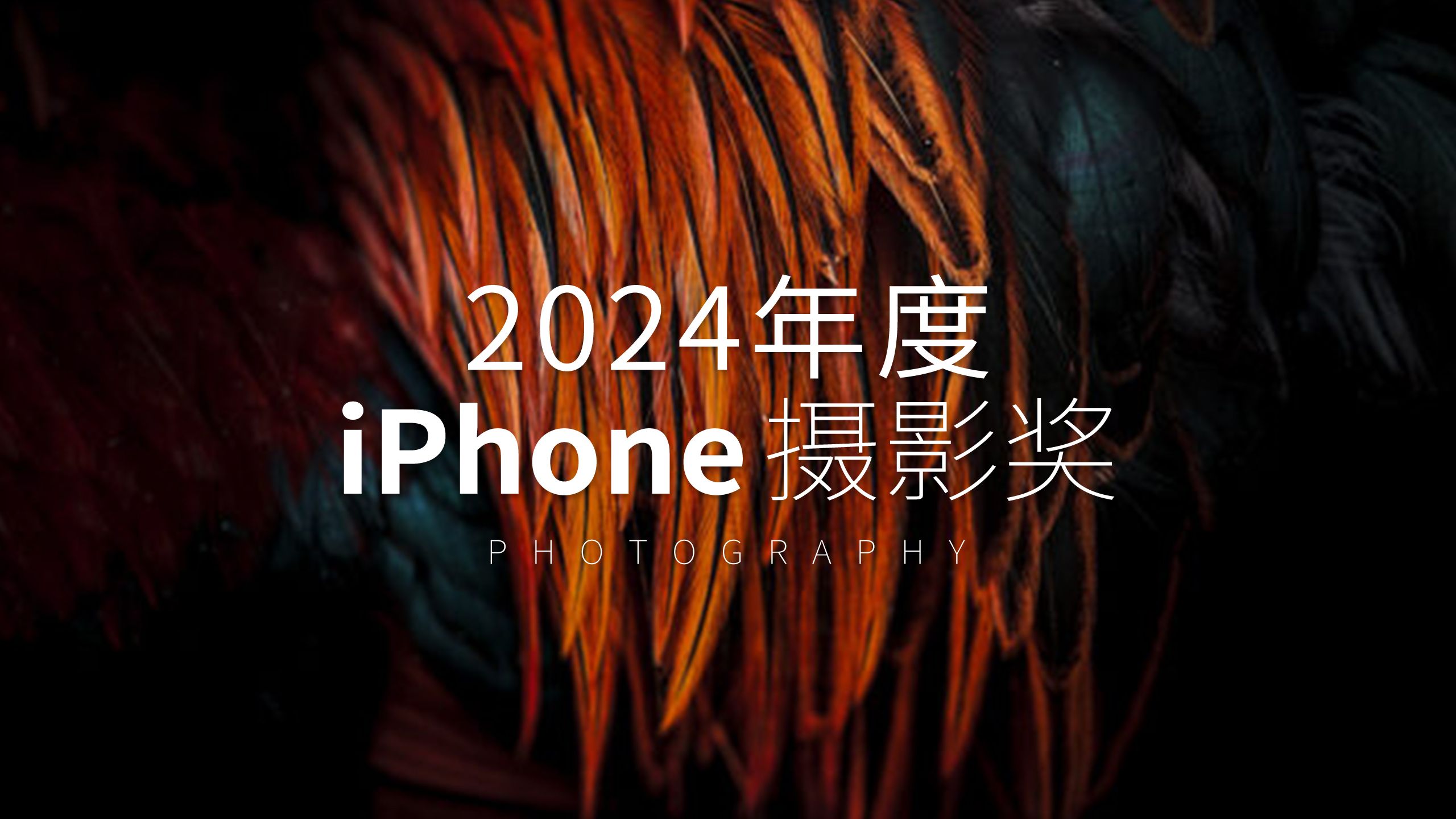 2024年度iPhone全球摄影大赛获奖作品 | IPPAWARDS哔哩哔哩bilibili