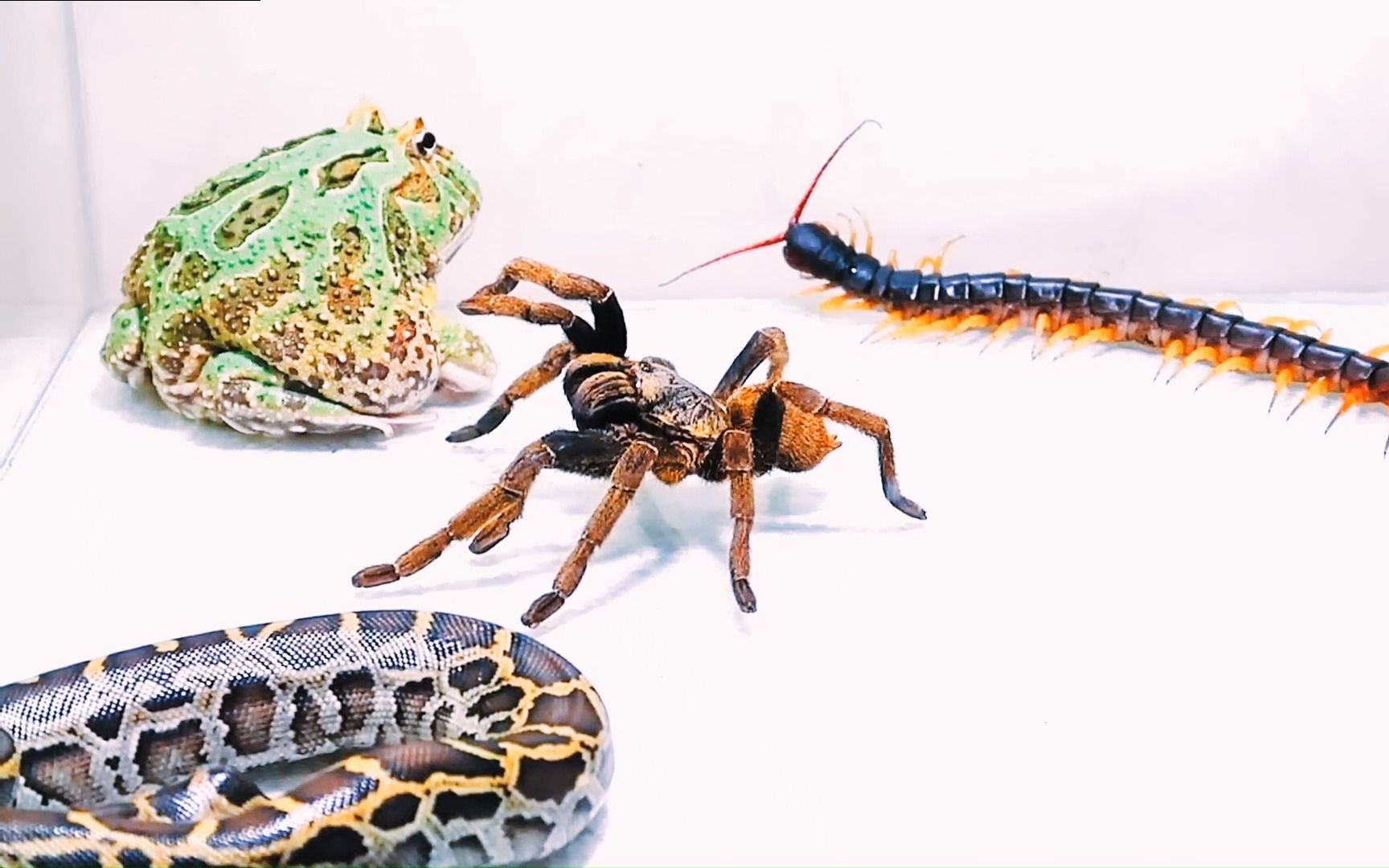 动物世界之牛蛙,蜈蚣,蟒蛇,蜘蛛群雄大战,谁才是最终胜利者_哔哩哔哩