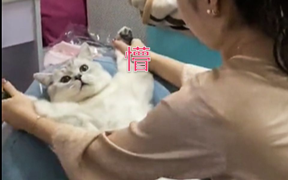 壁咚小猫咪 你看它都懵了哔哩哔哩bilibili