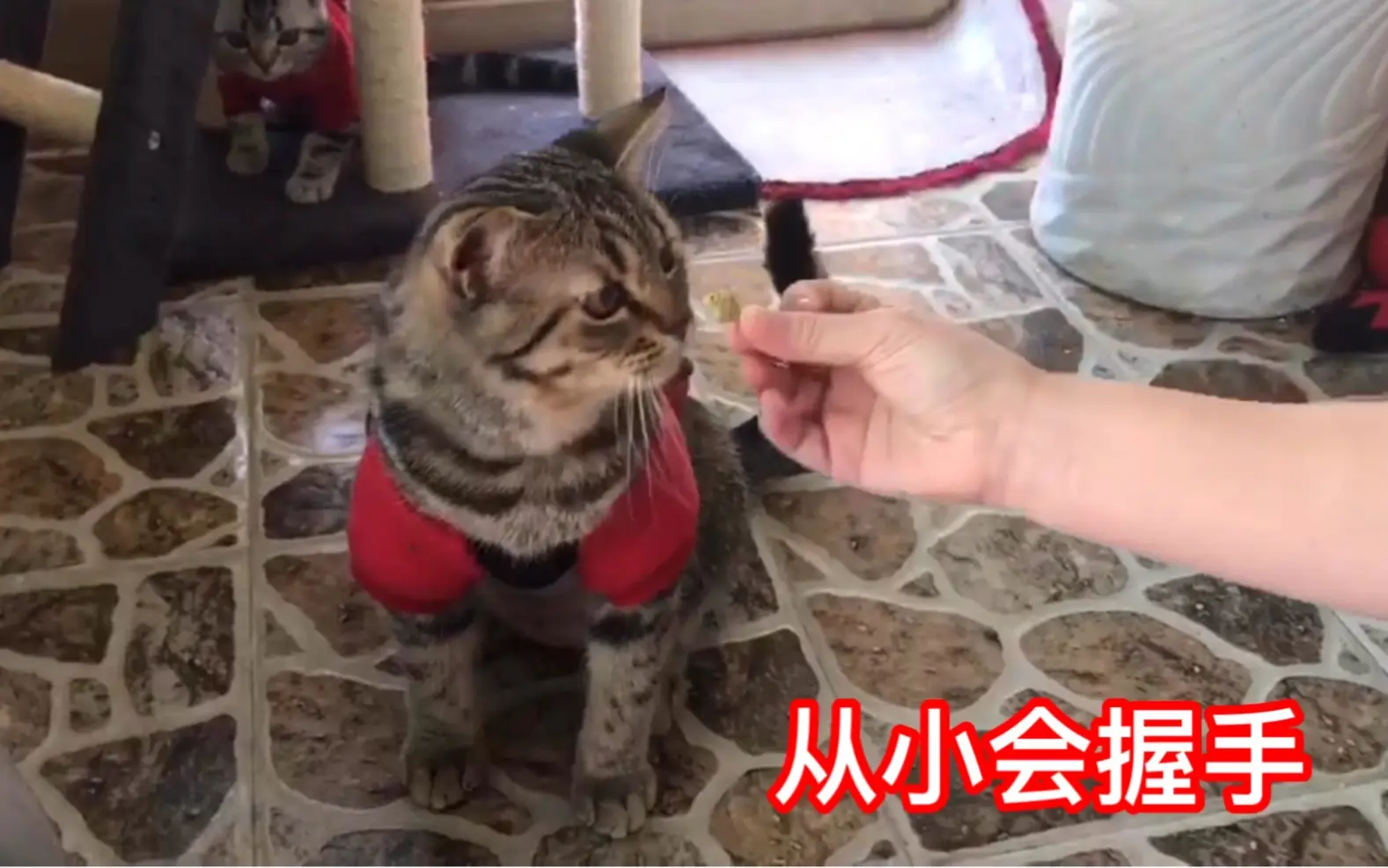 Up主家猫握手比狗还6 哔哩哔哩 Bilibili