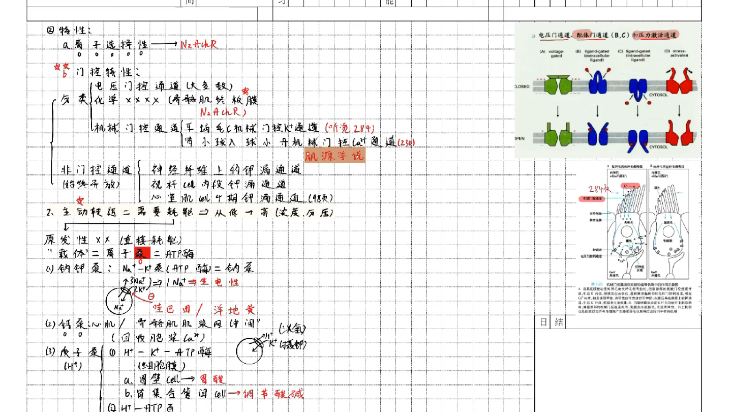 傲视天鹰 小亮老师 西医综合 生理学 经通道的易化扩散;原发性主动转运,继发性主动转运.哔哩哔哩bilibili